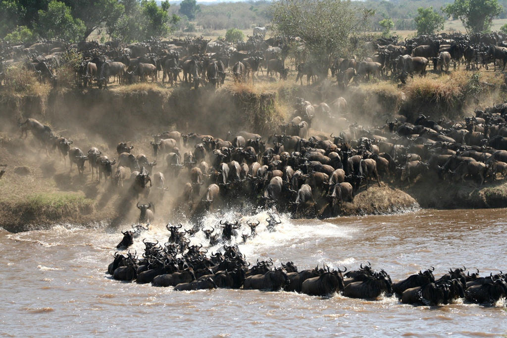 Great Migration wildlife in the Serengeti